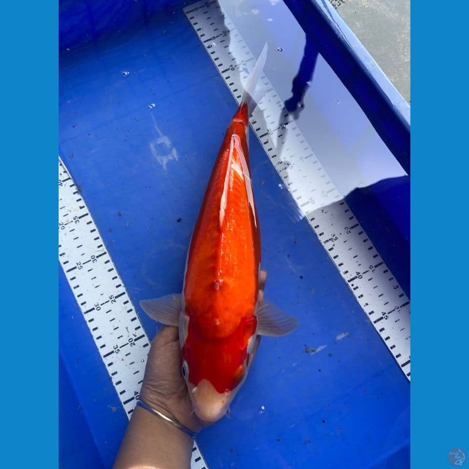kohaku punuk
