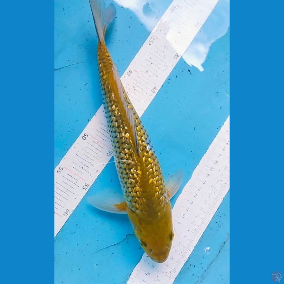 sabikoyo 33cm