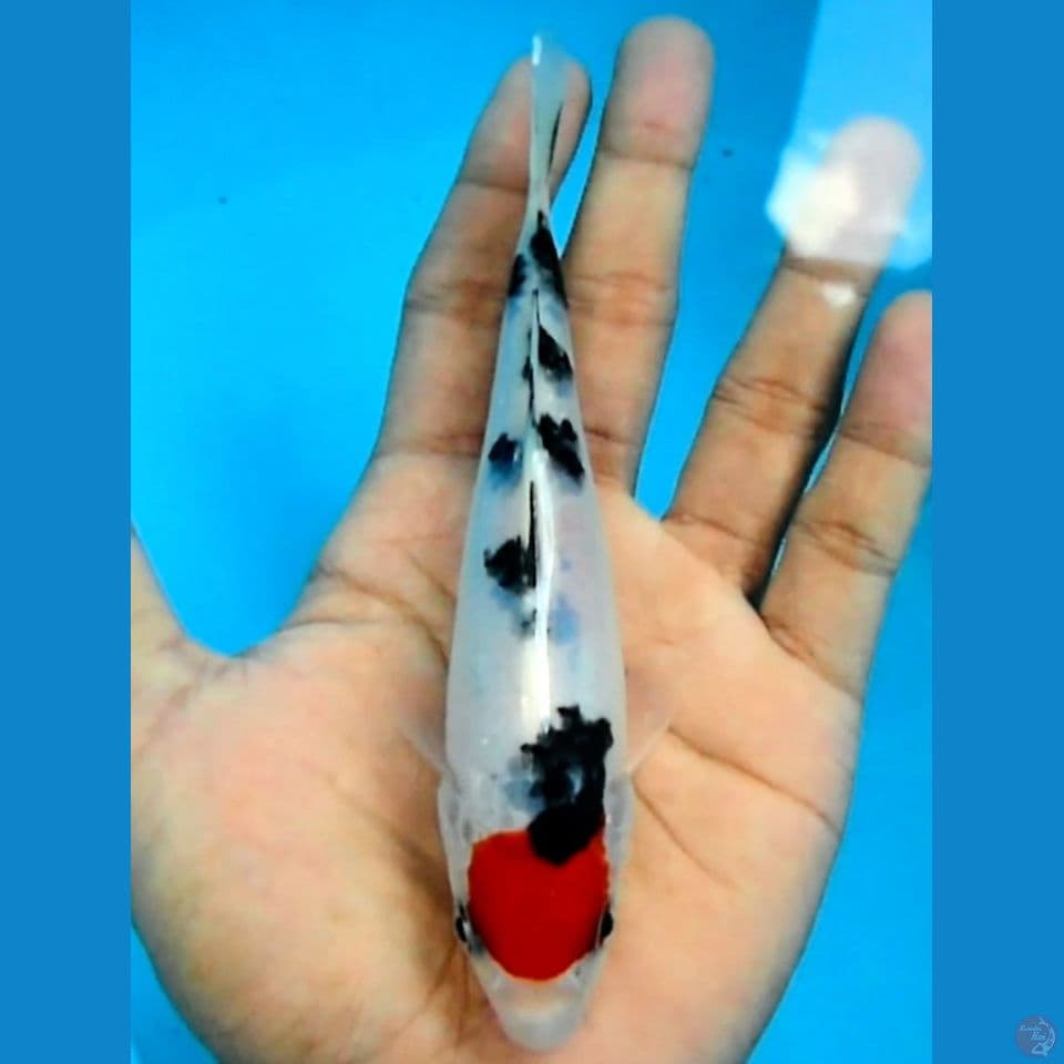 original 17cm