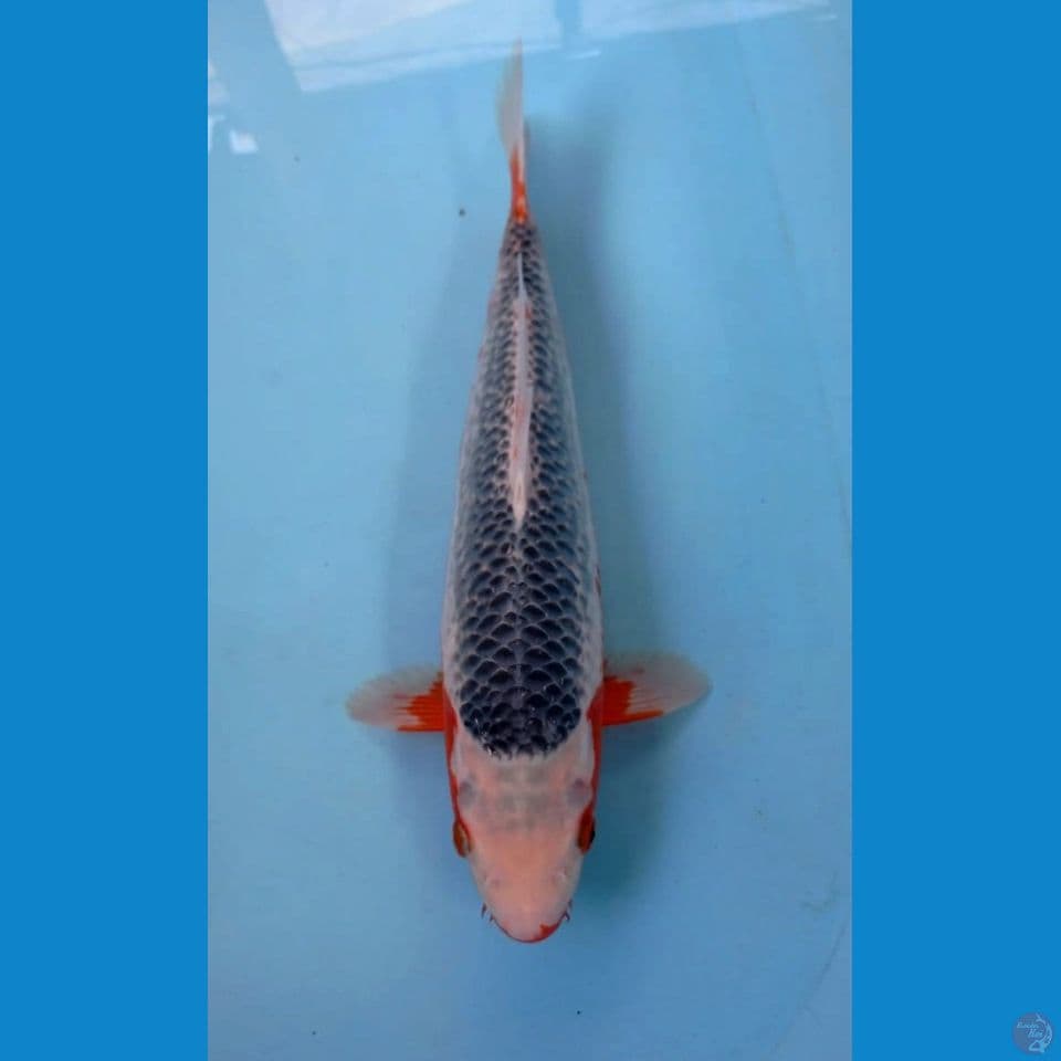 asagi, 34 cm