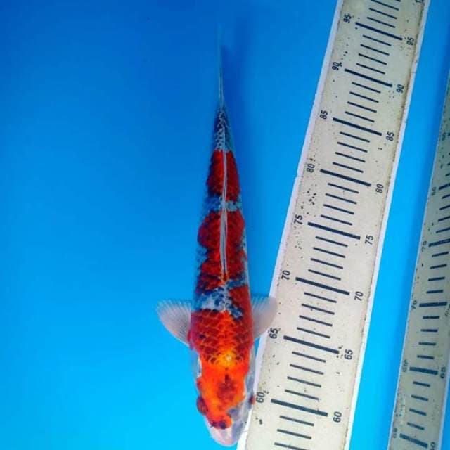 Kujaku 33 cm
