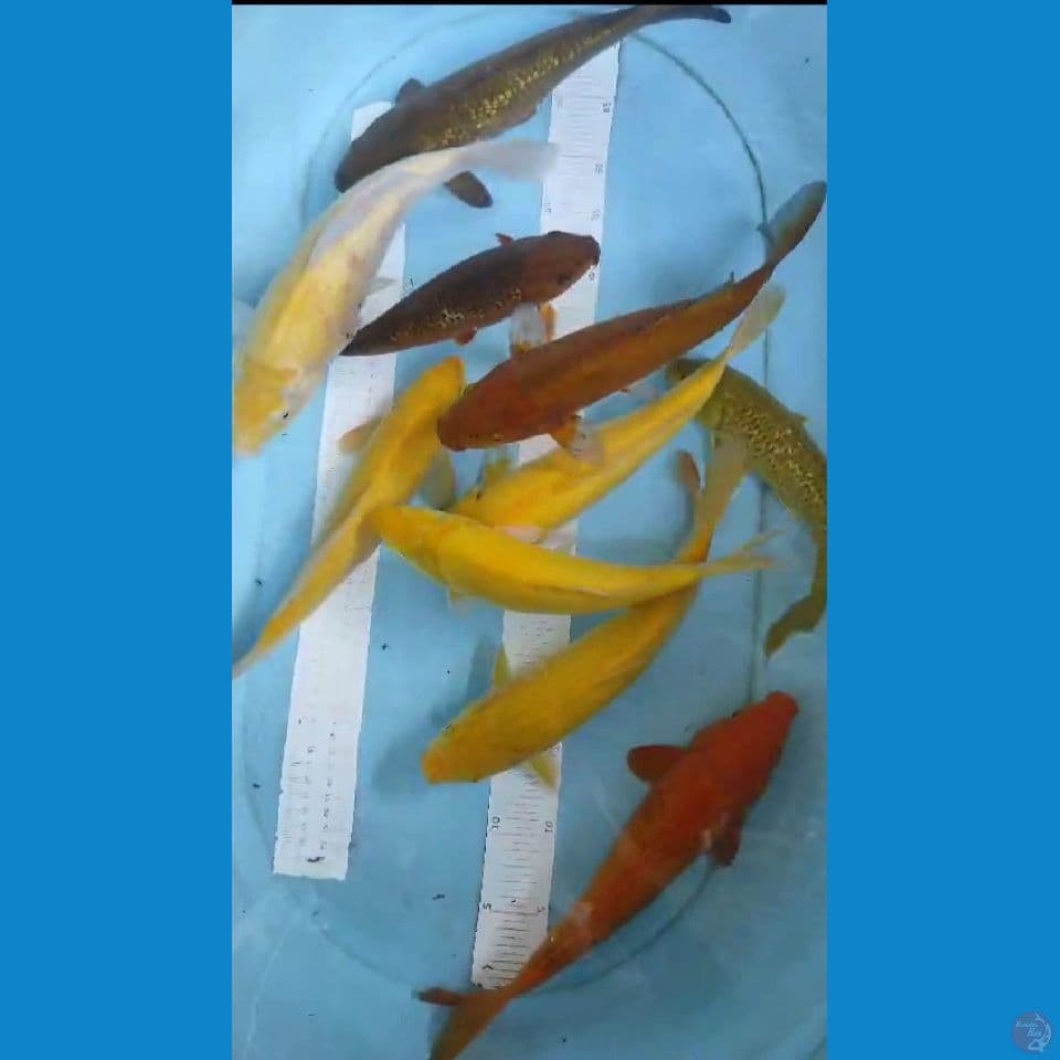 mix 10ekor 28-33cm