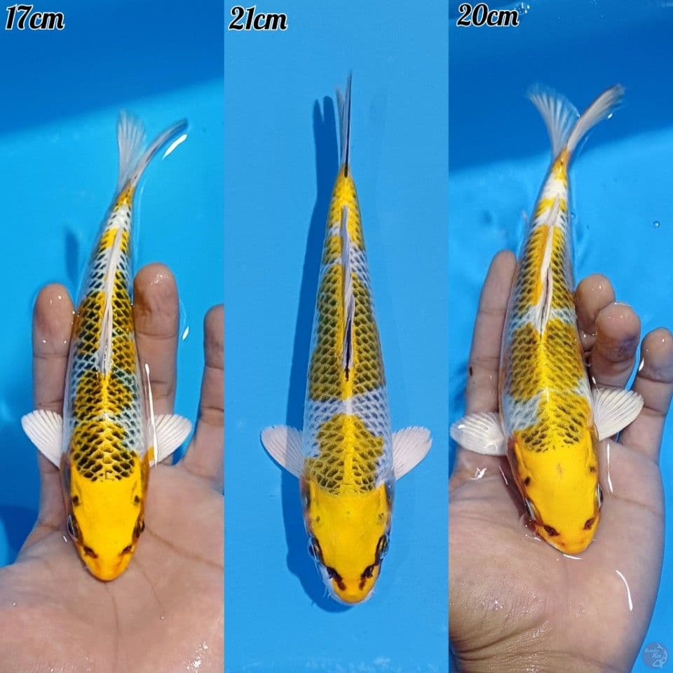 MINION KUJAKU KIRIN 3EKOR . RECOMEND KEEP