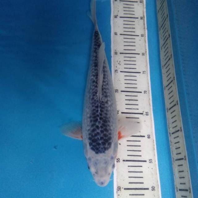Asagi 40 cm
