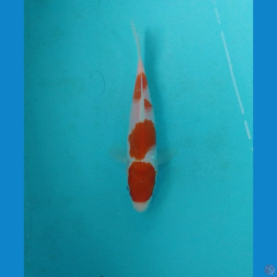 kohaku 18cm