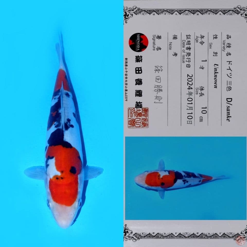 PROMO OB RENDAH!! SHINODA SANKE DOITSU HQ 20CM