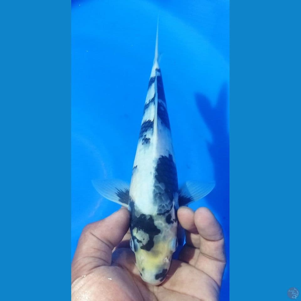 SIRO 28
