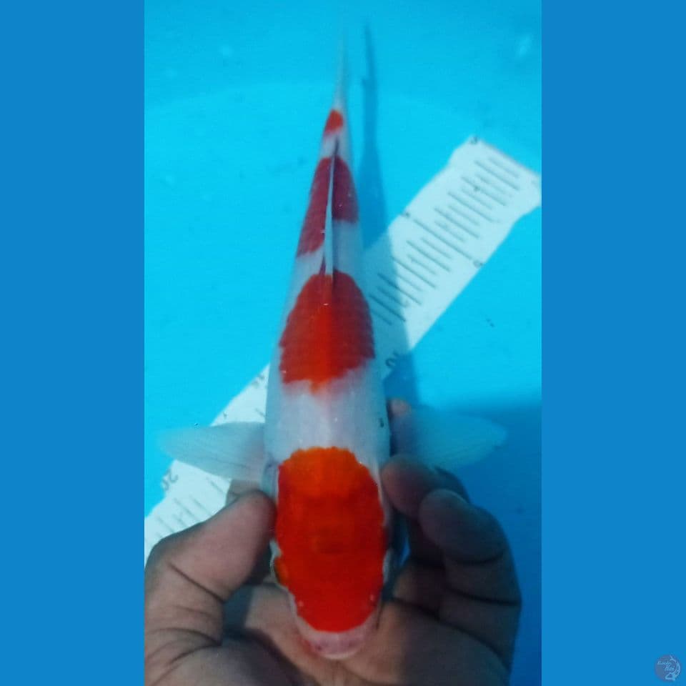 kohaku 27