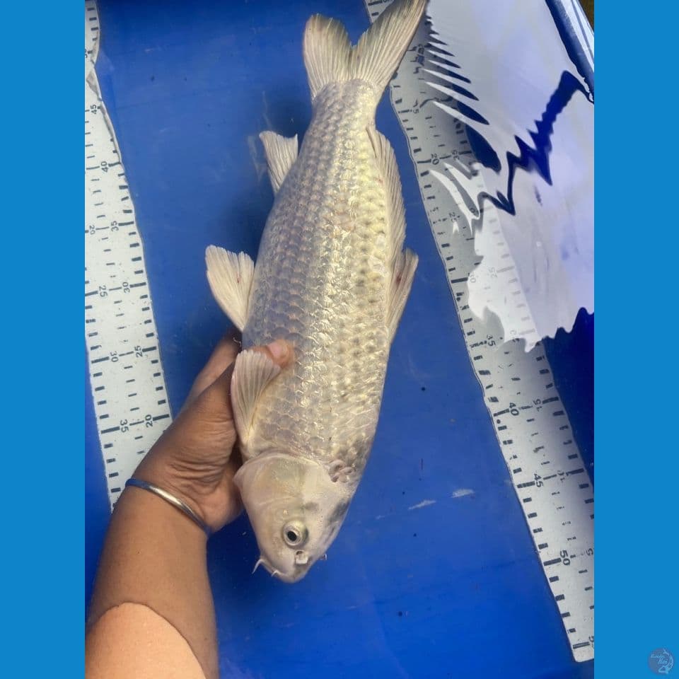jantan ogon punuk ginrin 40