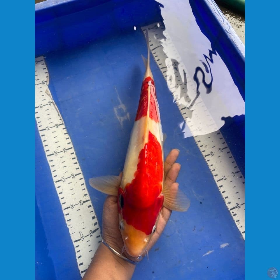 punuk doitsu 37