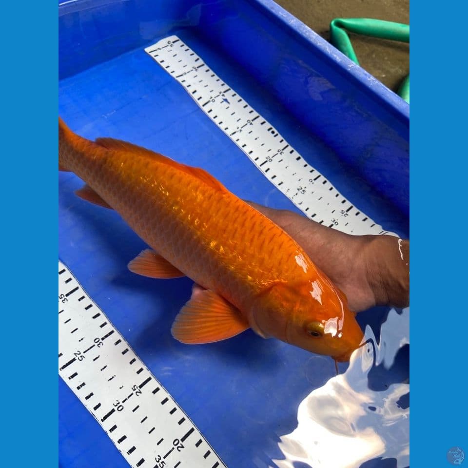 karamel punuk jantan 36