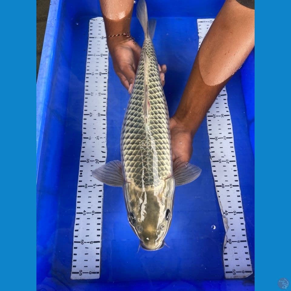 50 ogon jumbo