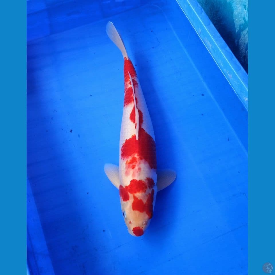 45bu kohaku merah strong