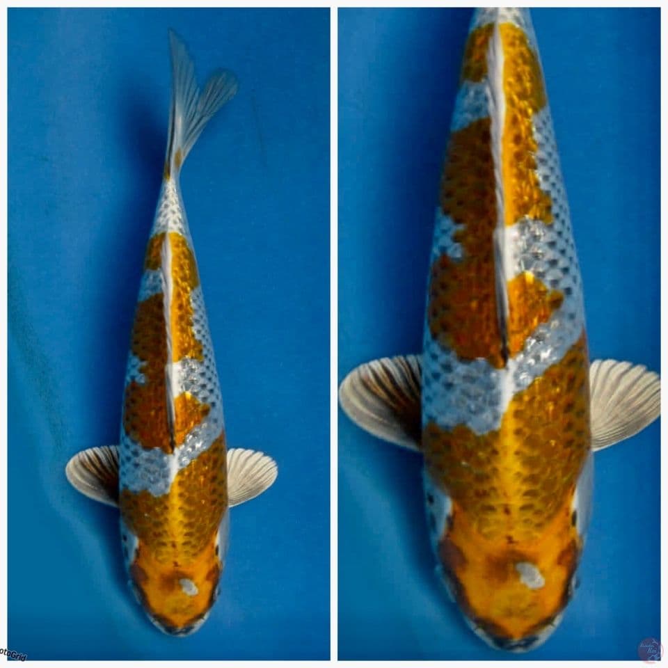 Kujaku Gold F1 Ori tanpa cutting 25cm