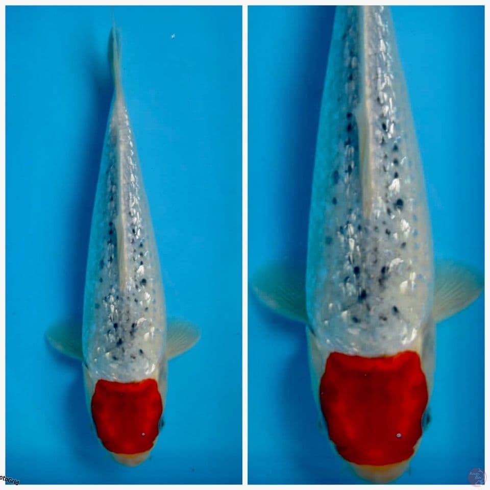 Tc Goshiki Ori F1 30cm