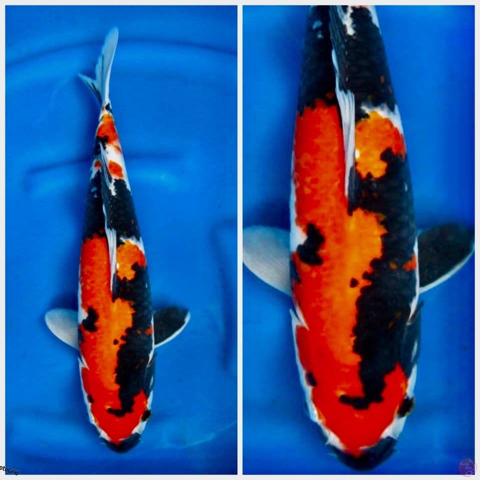 Showa F1 sakai 40 cm