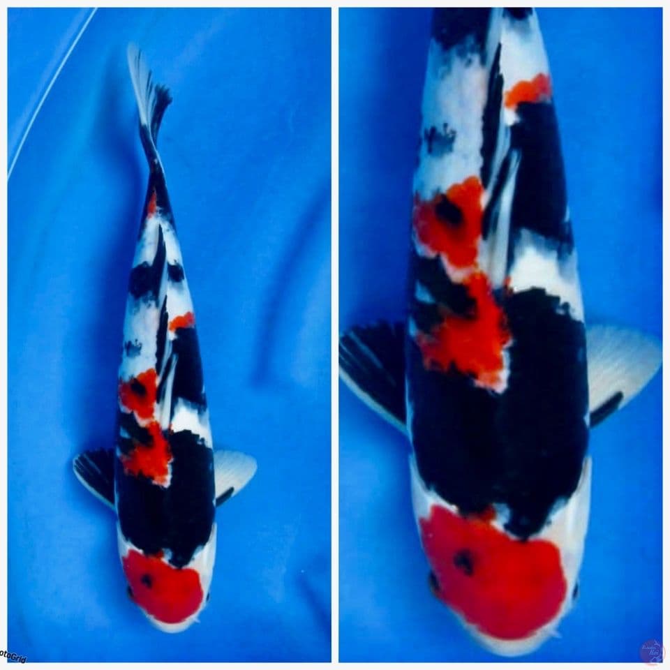 Red kindai showa 38cm