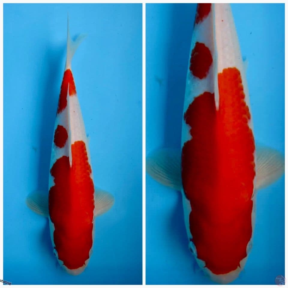 Red kohaku f1 sakai 33cm