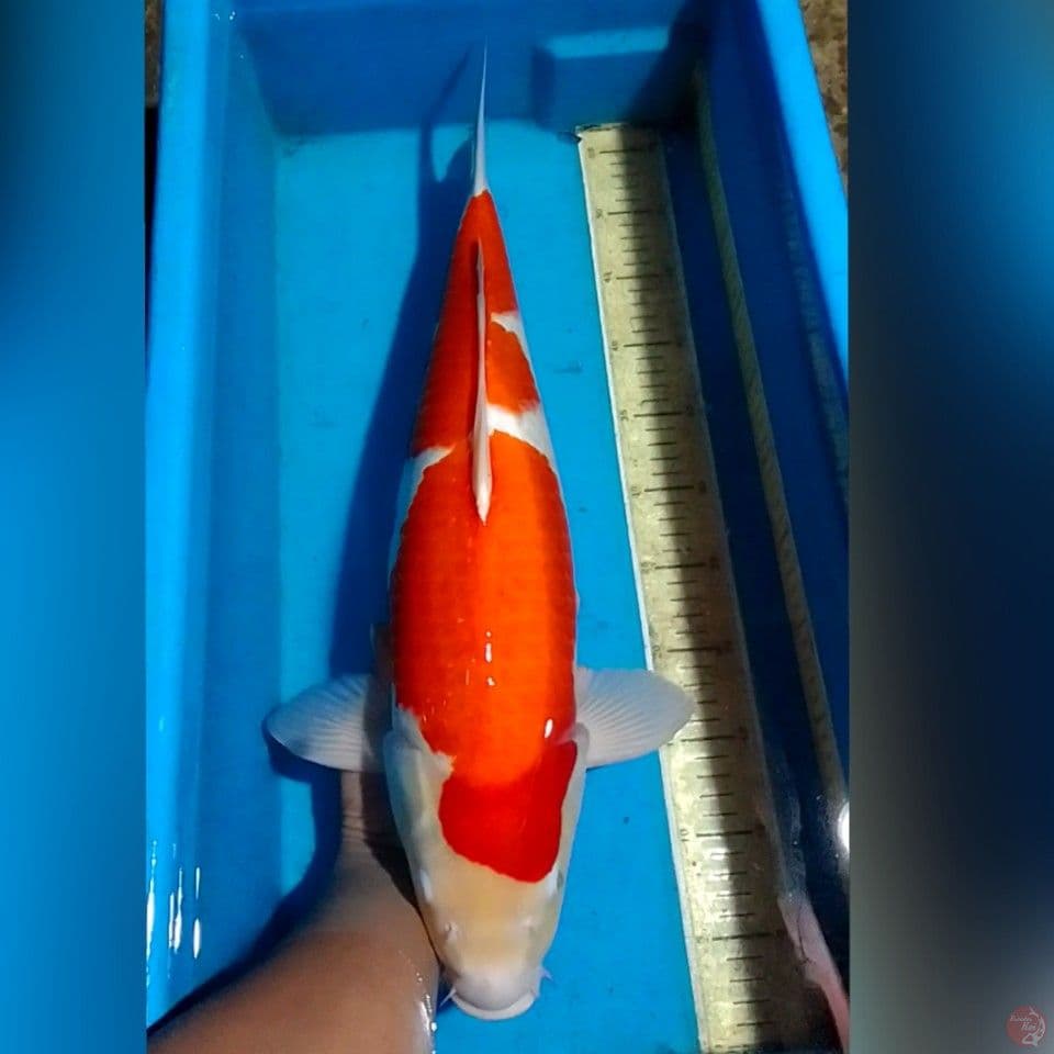 KOHAKU F54