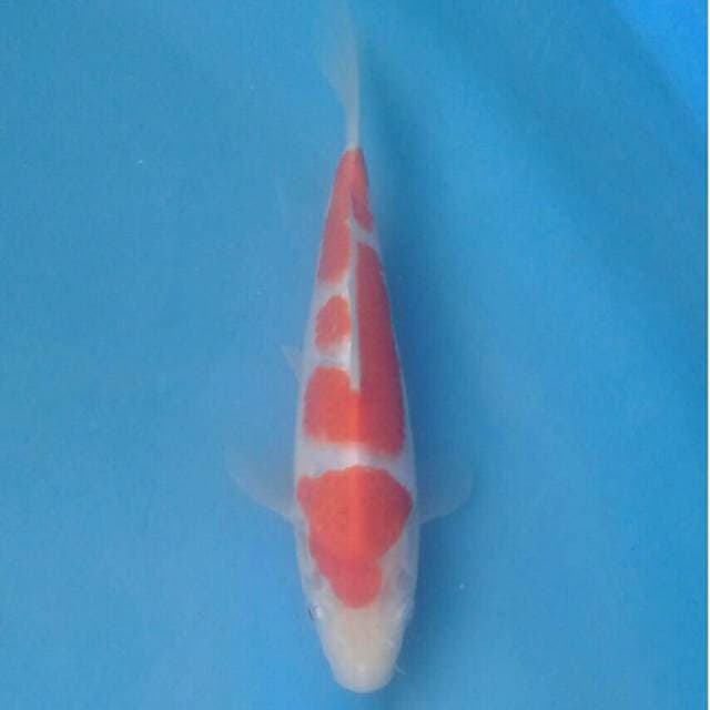 Okawa Kohaku