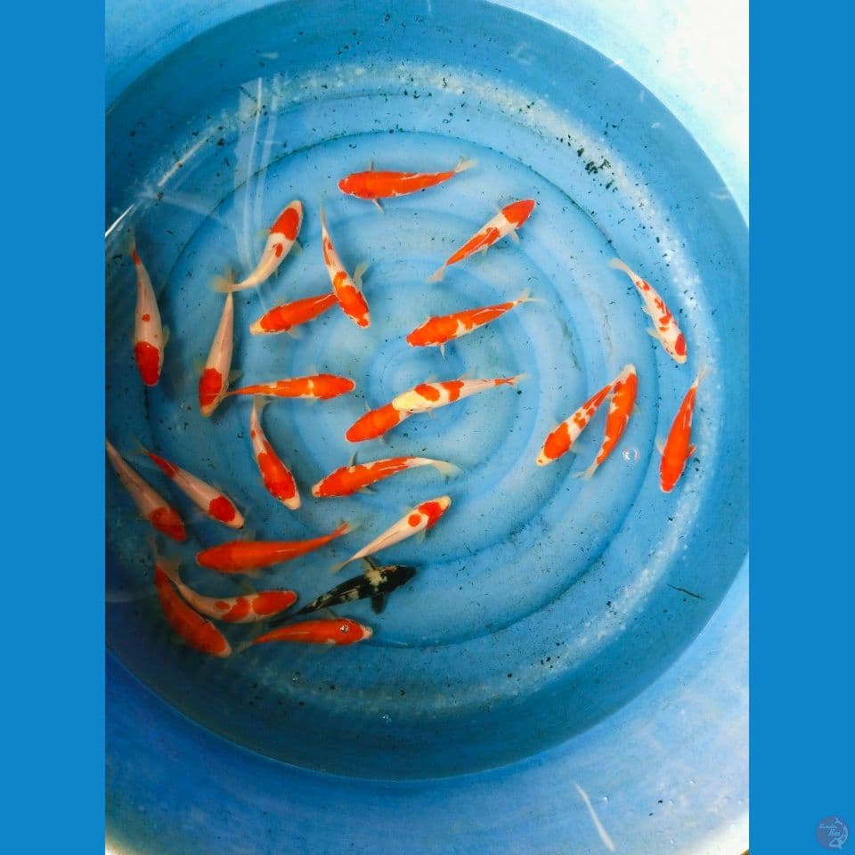 kohaku 17-19cm 25 ekor
