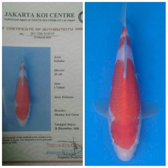Okawa Kohaku