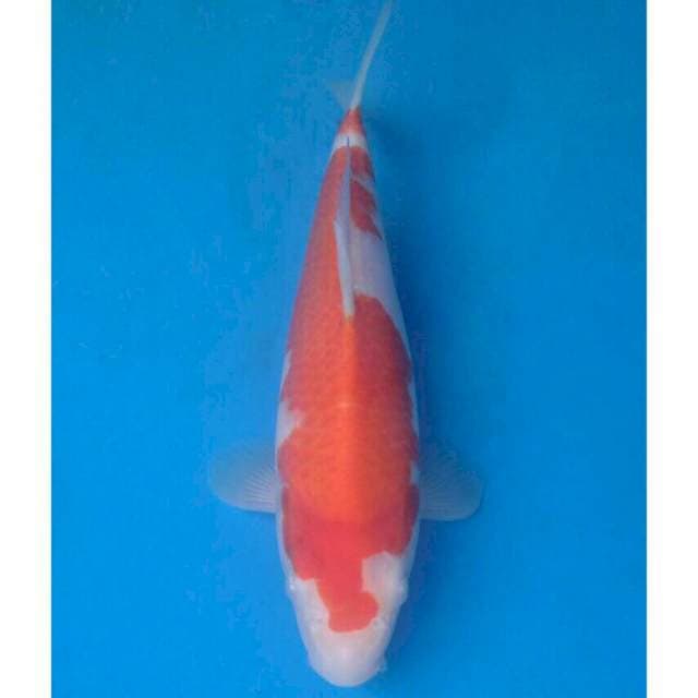 Okawa Kohaku