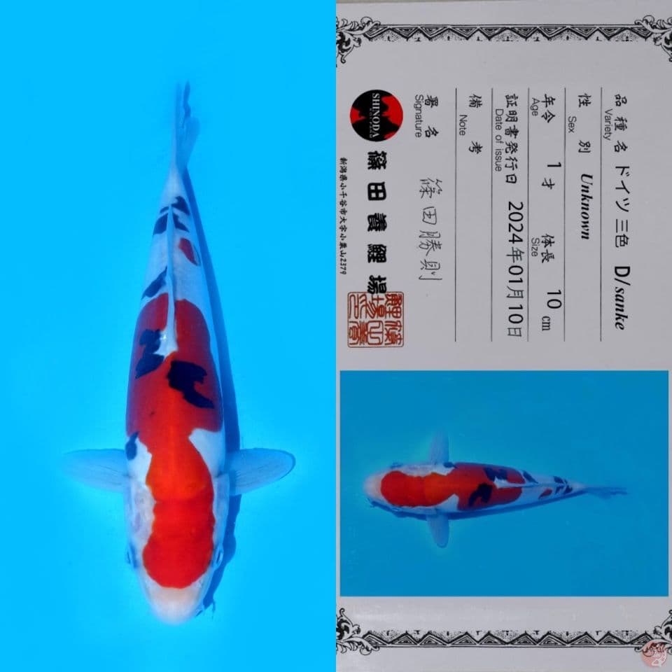 PROMO OB RENDAH!! SHINODA SANKE DOITSU HQ 21CM