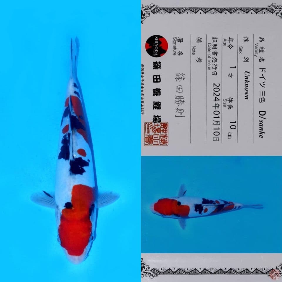 SHINODA SANKE DOITSU HQ 21CM