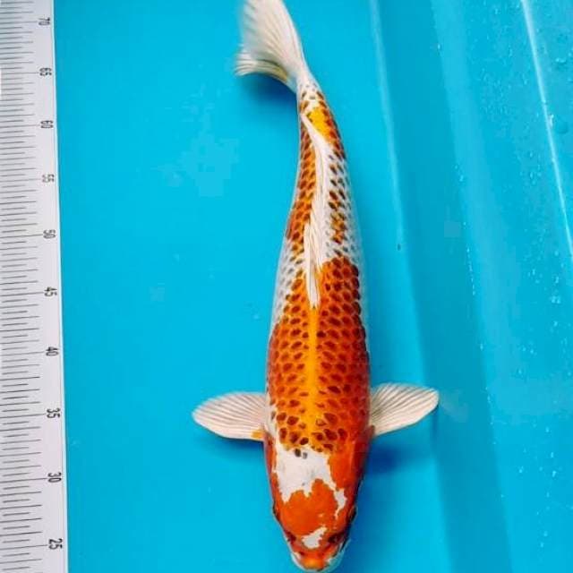 Kujaku jumbo 50cm