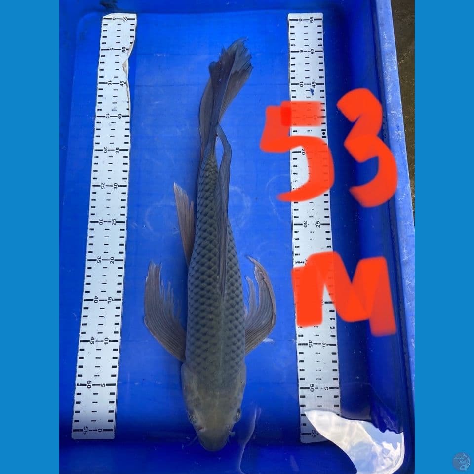 kumpay jumbo 53