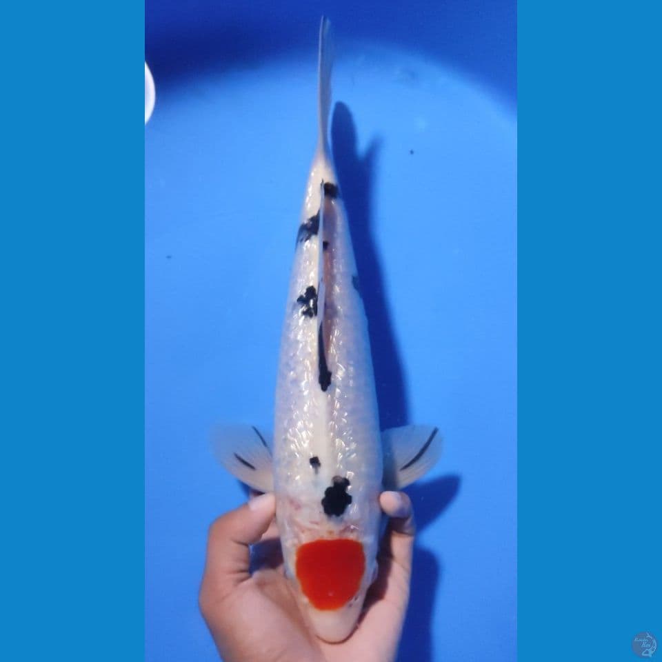 TANCHO SANKE 33CM - MALE
