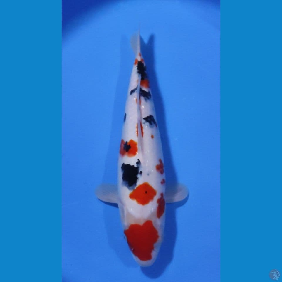MARUTEN SANKE 37CM - FEEMALE