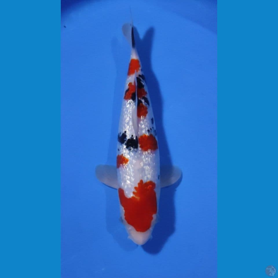 SANKE GINRIN A - PADAT - 30CM - FEEMALE