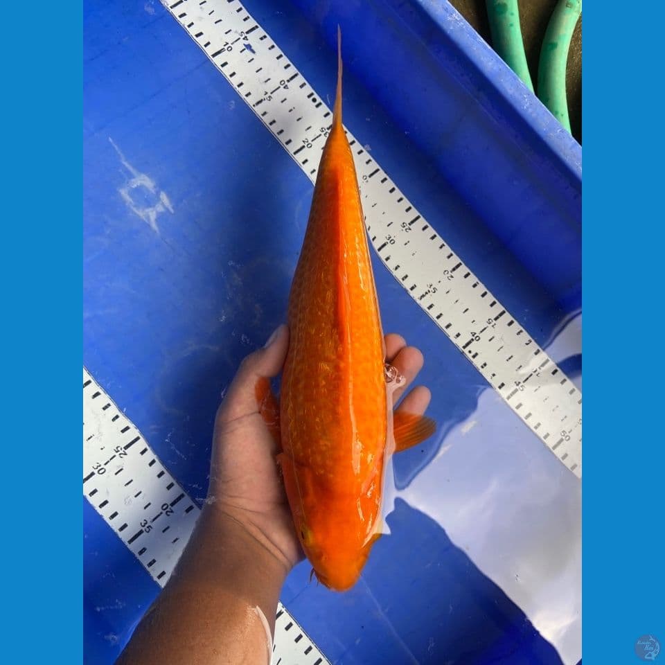 punuk karamel 35