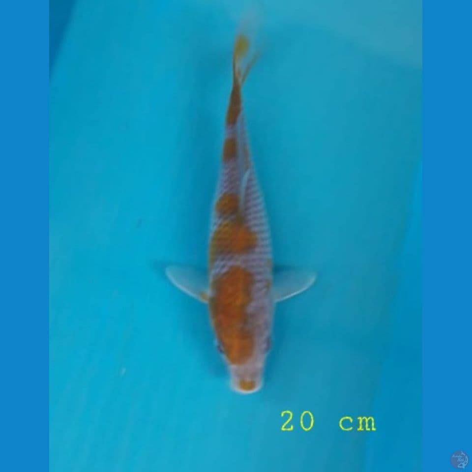 ochiba 20cm