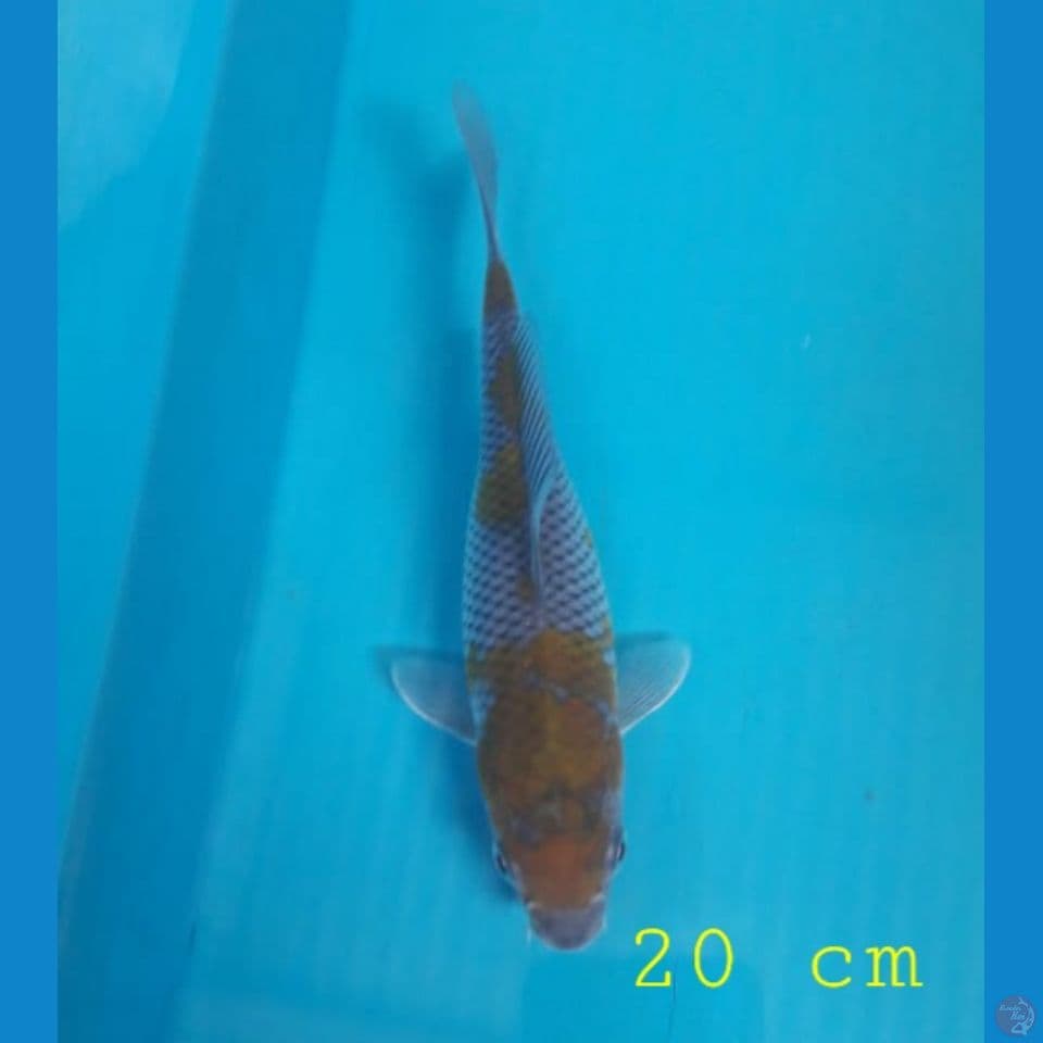 ochiba 20cm