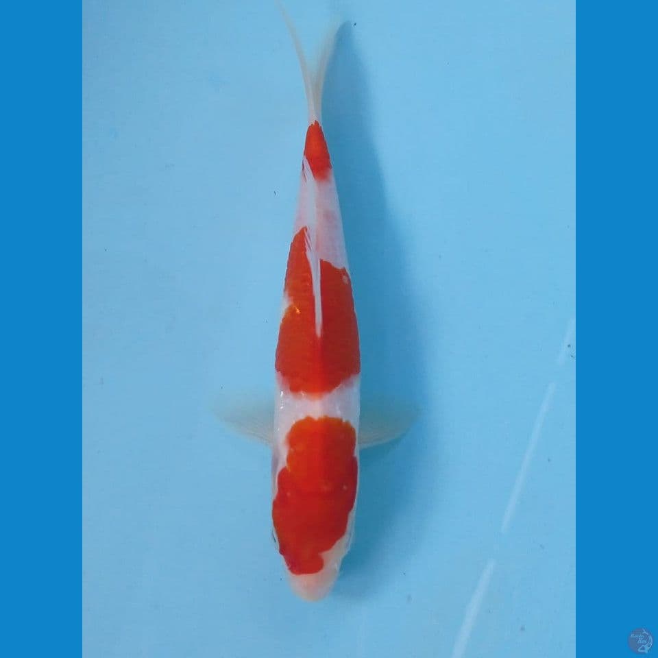 kohaku, 18 cm