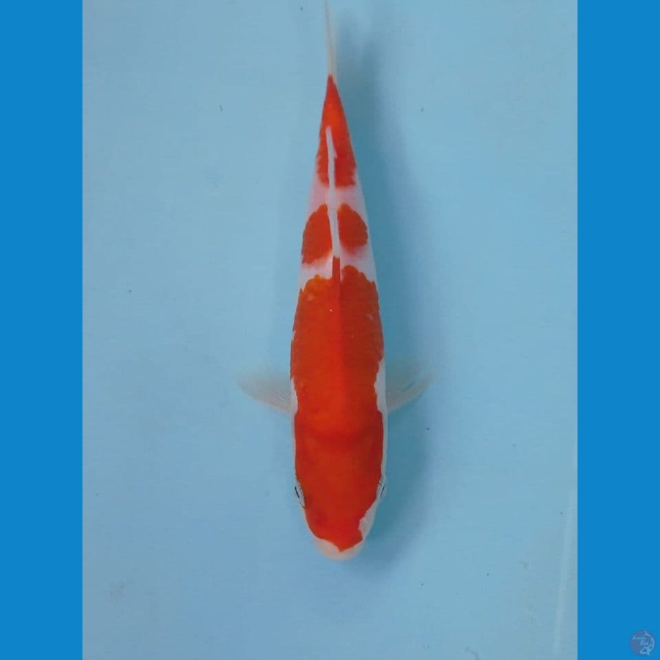 kohaku, 21 cm