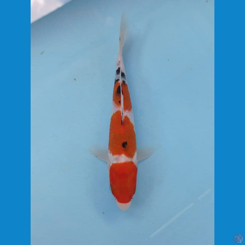 sanke, 19 cm