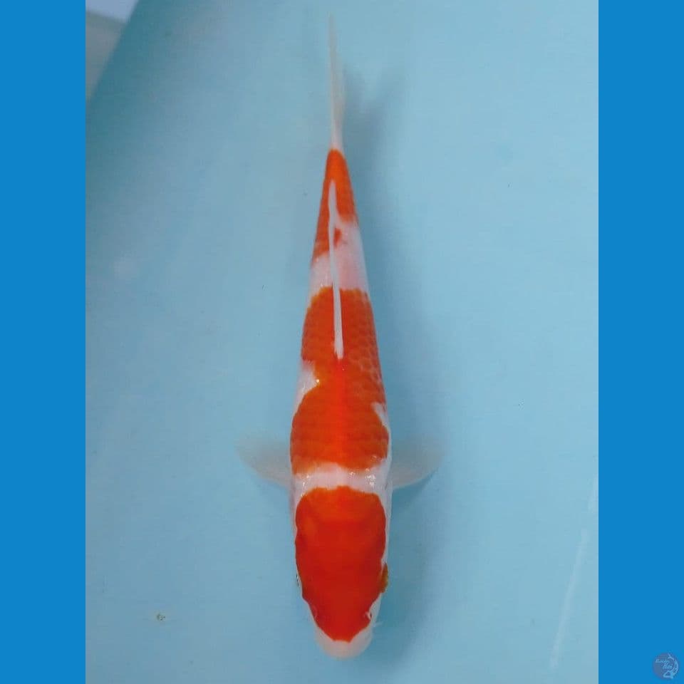 kohaku, 21 cm