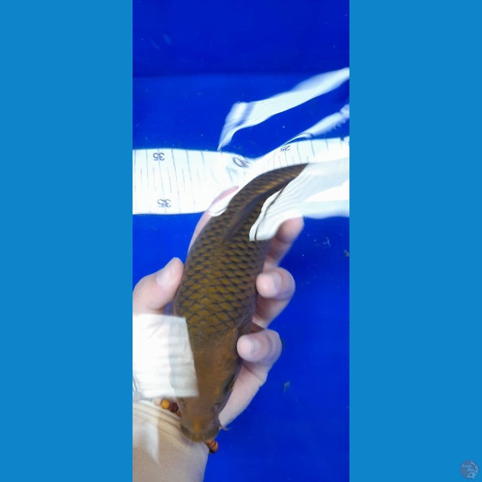 24cm CHAGOI TEMBAGA