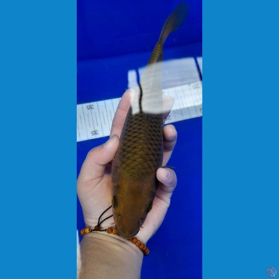 24cm CHAGOI TEMBAGA
