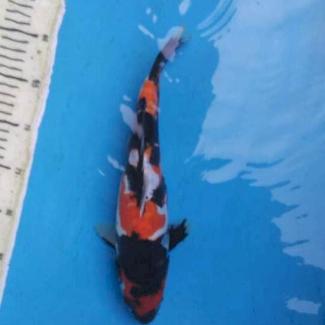 Showa Doitsu Prospek Female - 33cm