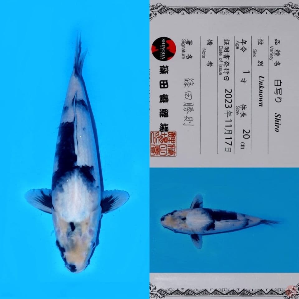 PROMO OB RENDAH!! SHINIDA SHIRO UTSURI HQ 33CM