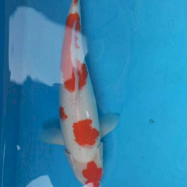 Kohaku Maruten Putih Salju F1 Female - 41cm