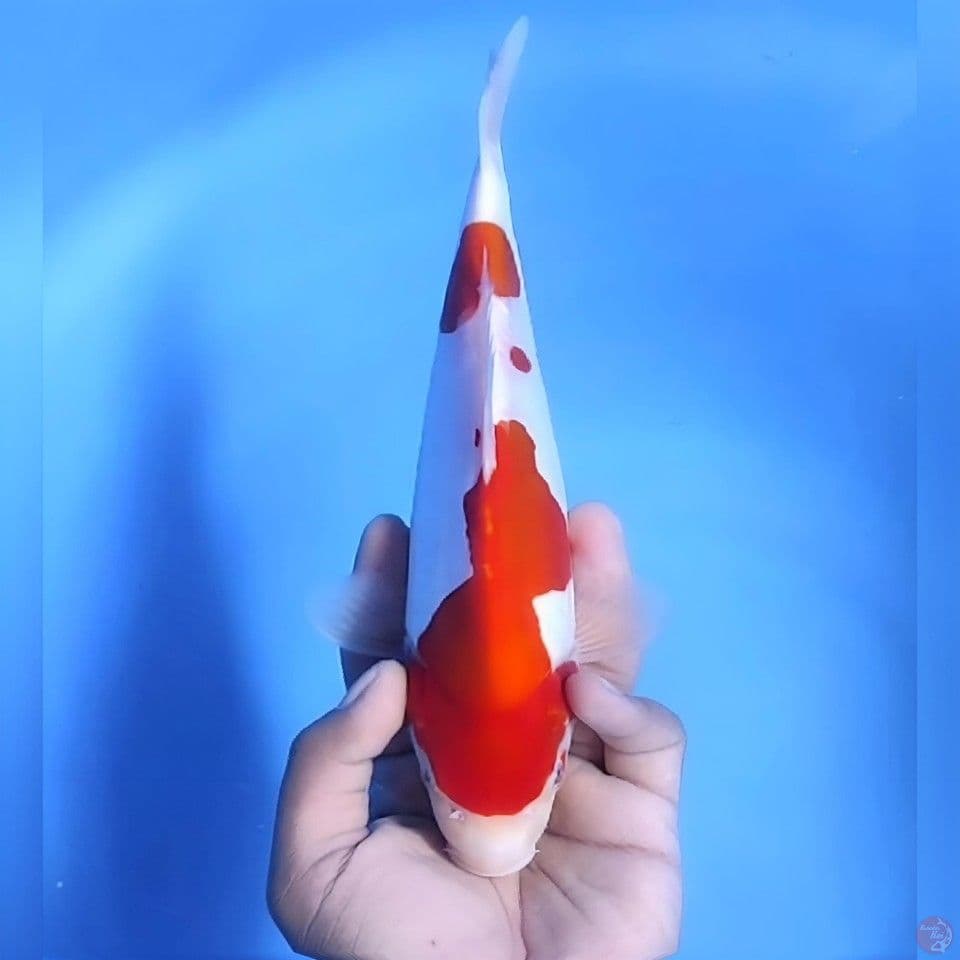 Kohaku doitsu # 26cm - female