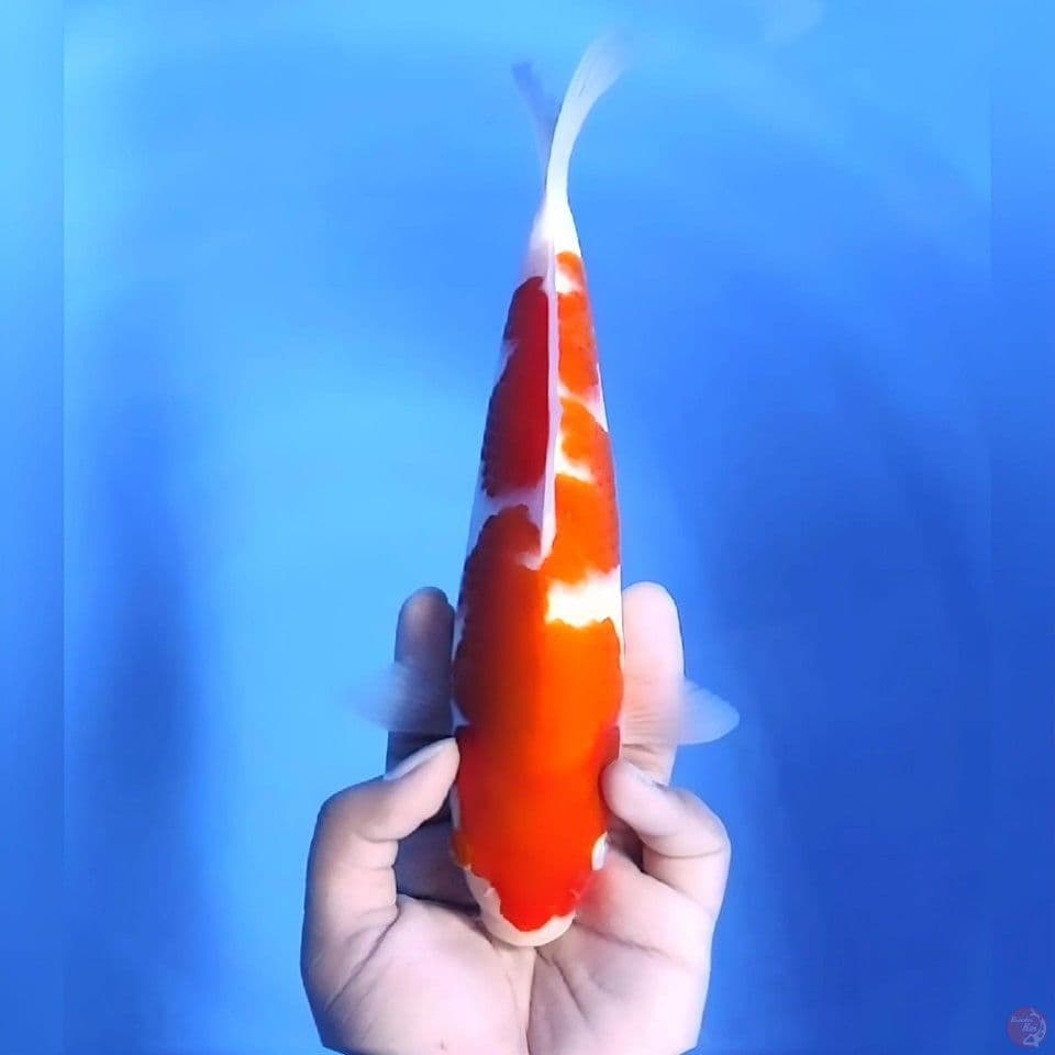 Kohaku # 27cm - female
