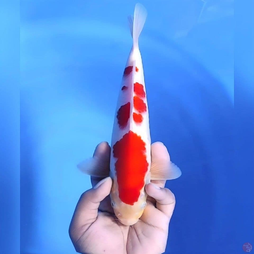 Kohaku # 28cm - Male