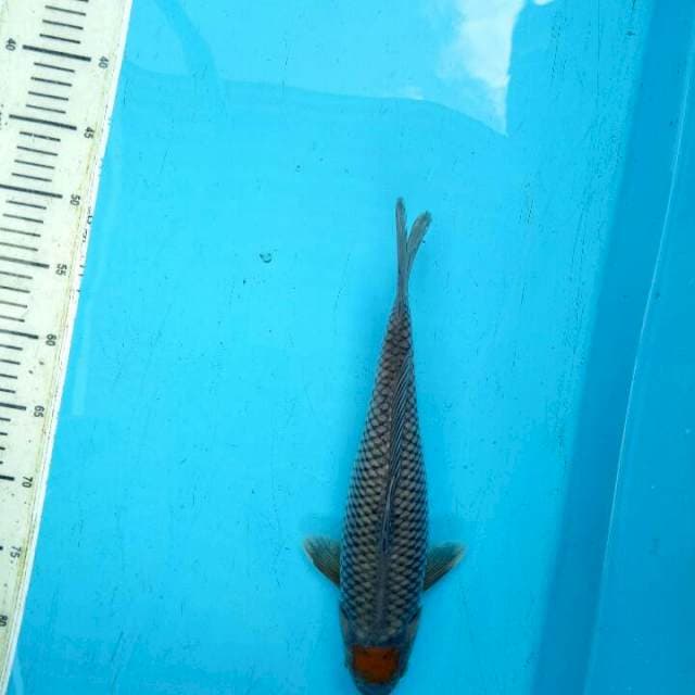 Tancho Ochiba F1 Original Male -33cm